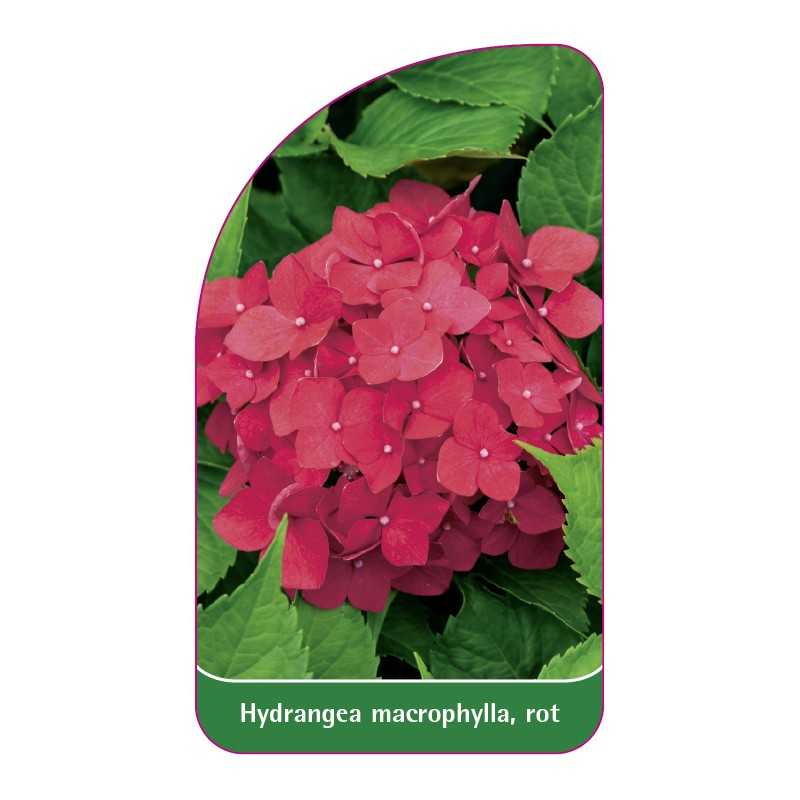 hydrangea-macrophylla-rot1