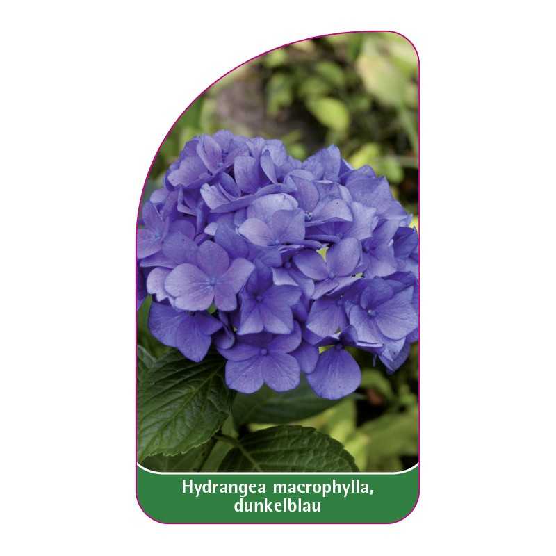 hydrangea-macrophylla-dunkelblau1