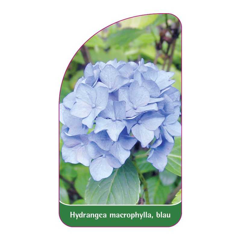 hydrangea-macrophylla-blau1