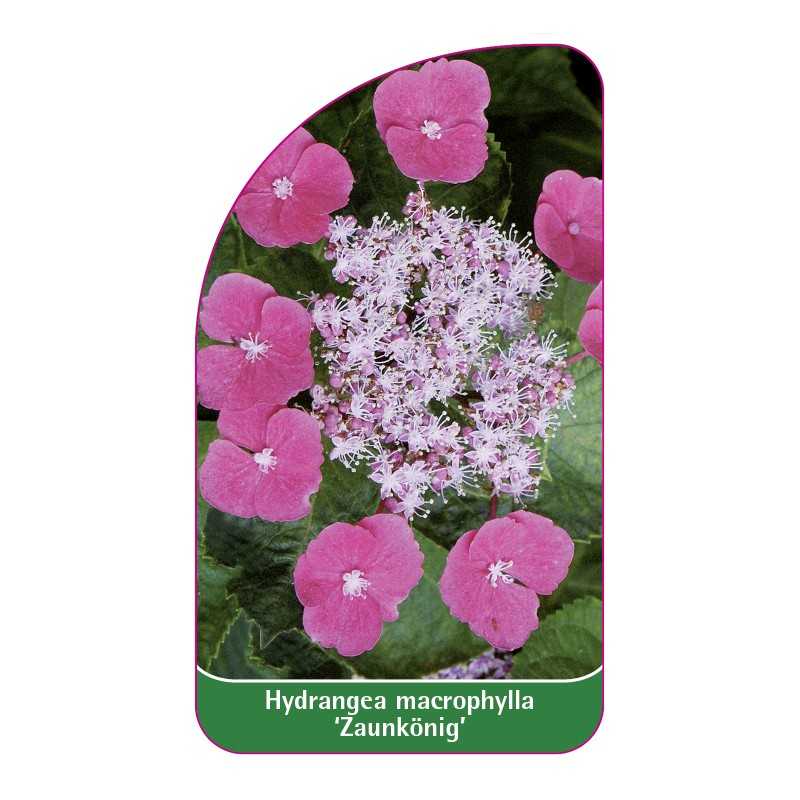 hydrangea-macrophylla-zaukonig-1