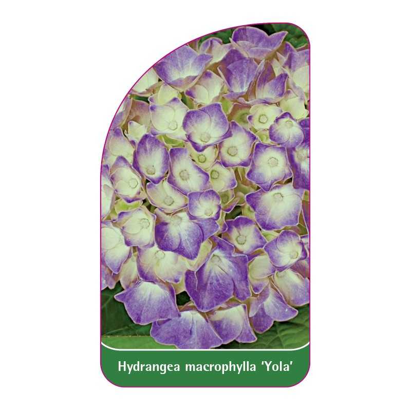 hydrangea-macrophylla-yola-1