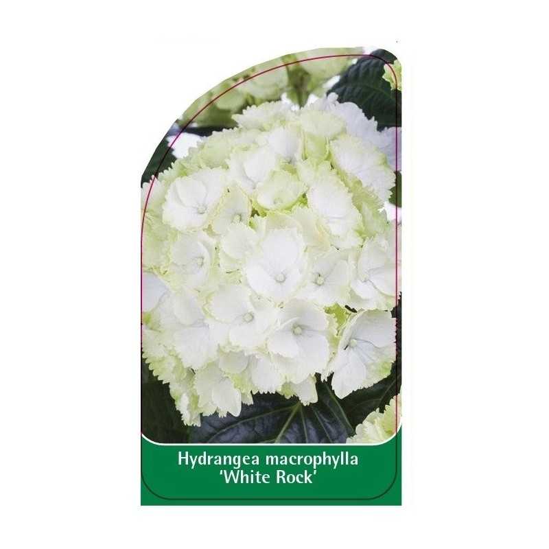 hydrangea-macrophylla-white-rock-1