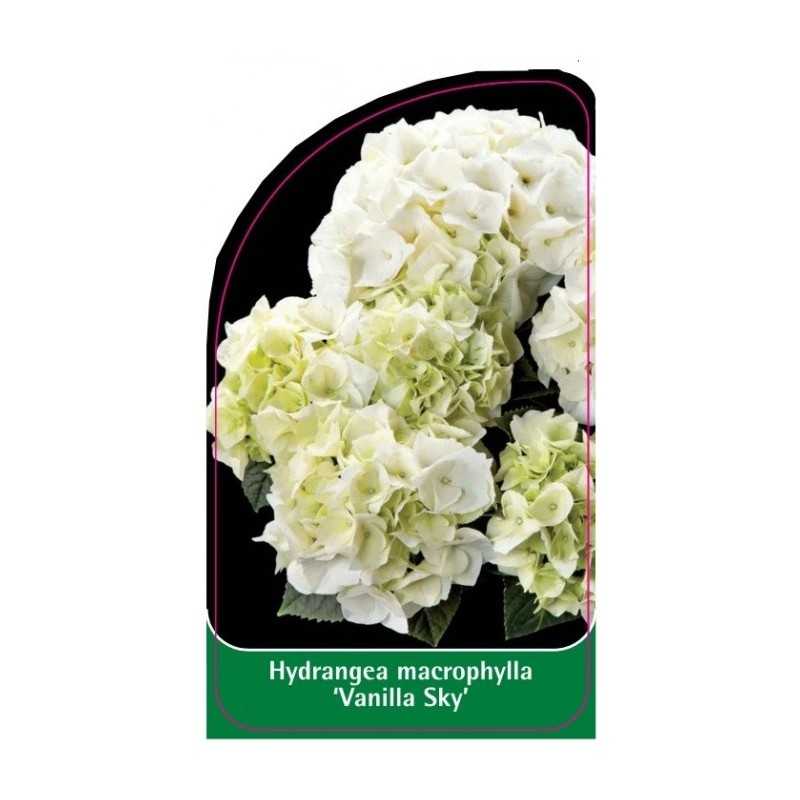 hydrangea-macrophylla-vanilla-sky-1