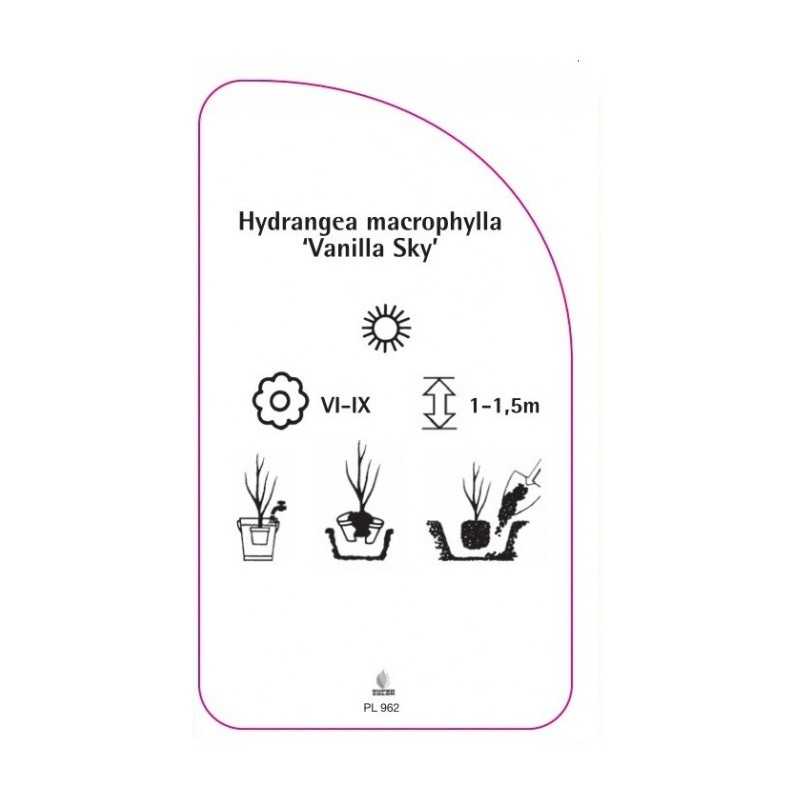 hydrangea-macrophylla-vanilla-sky-0
