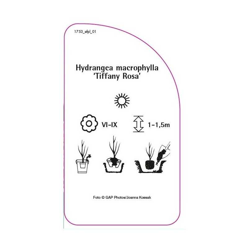 hydrangea-macrophylla-tiffany-rosa-0