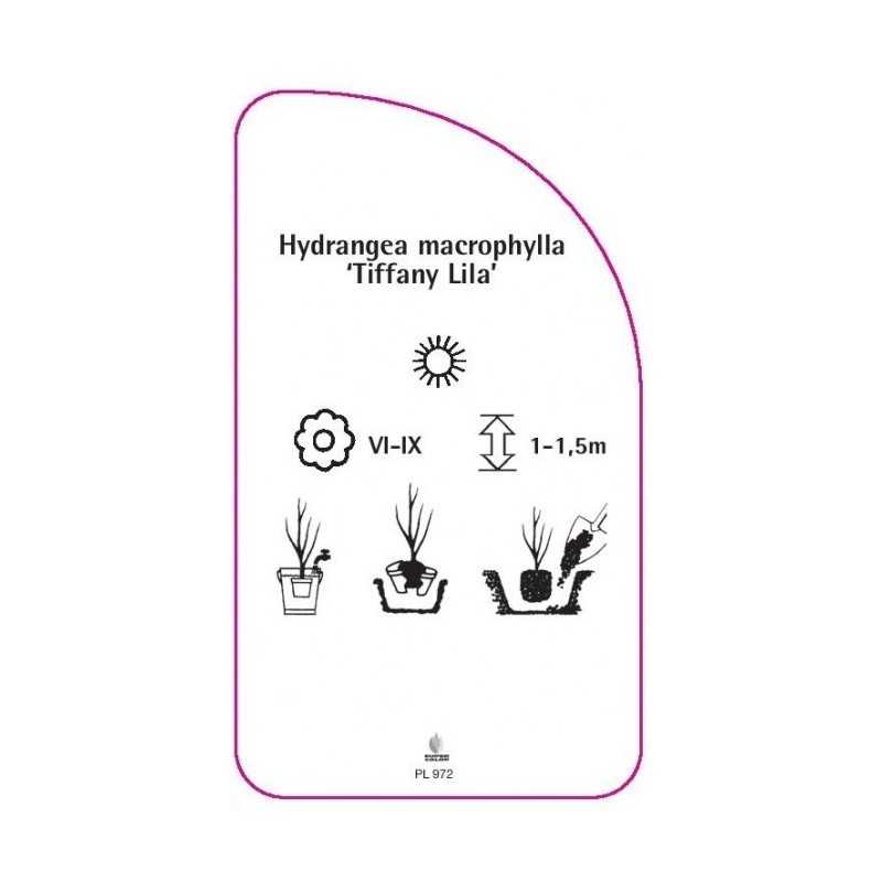 hydrangea-macrophylla-tiffany-lila-0