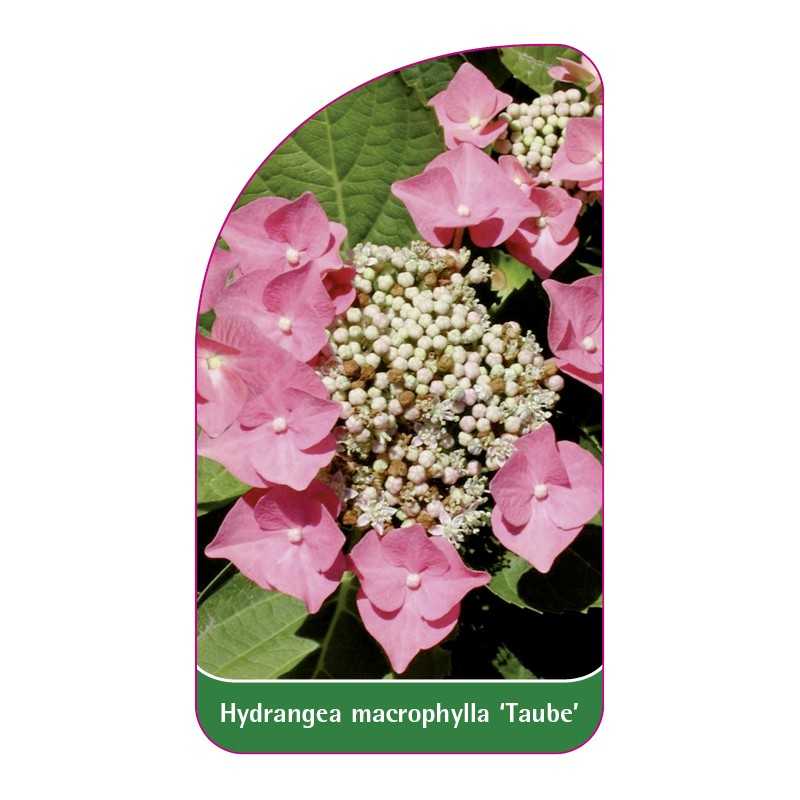 hydrangea-macrophylla-taube-1