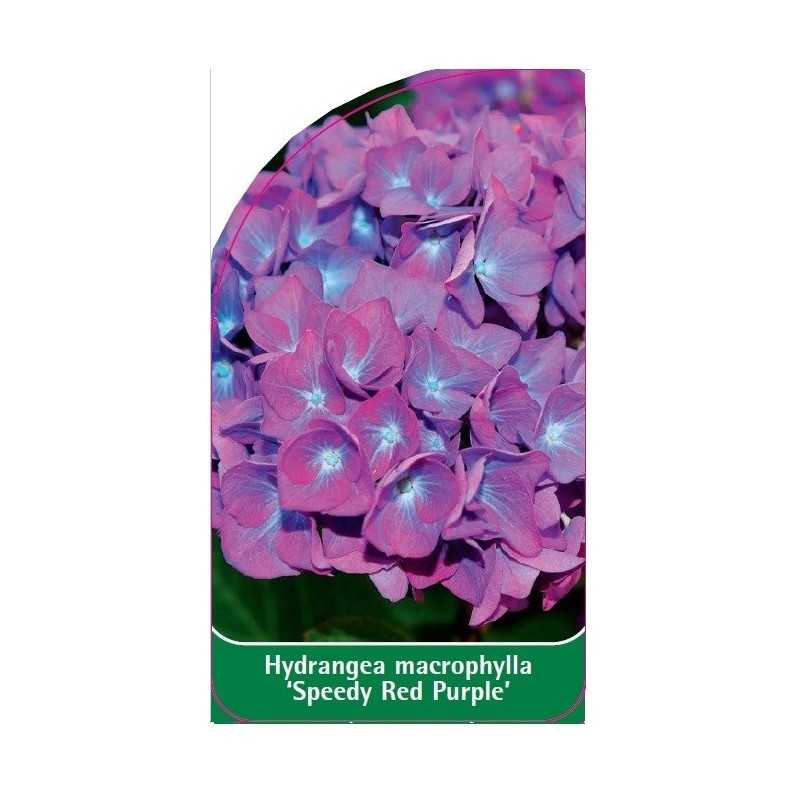 hydrangea-macrophylla-speedy-red-purple-1