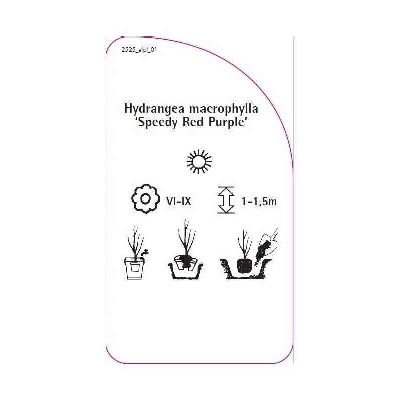 hydrangea-macrophylla-speedy-red-purple-0