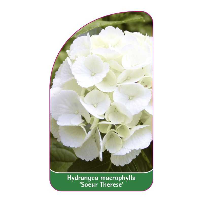 hydrangea-macrophylla-soeur-therese-1