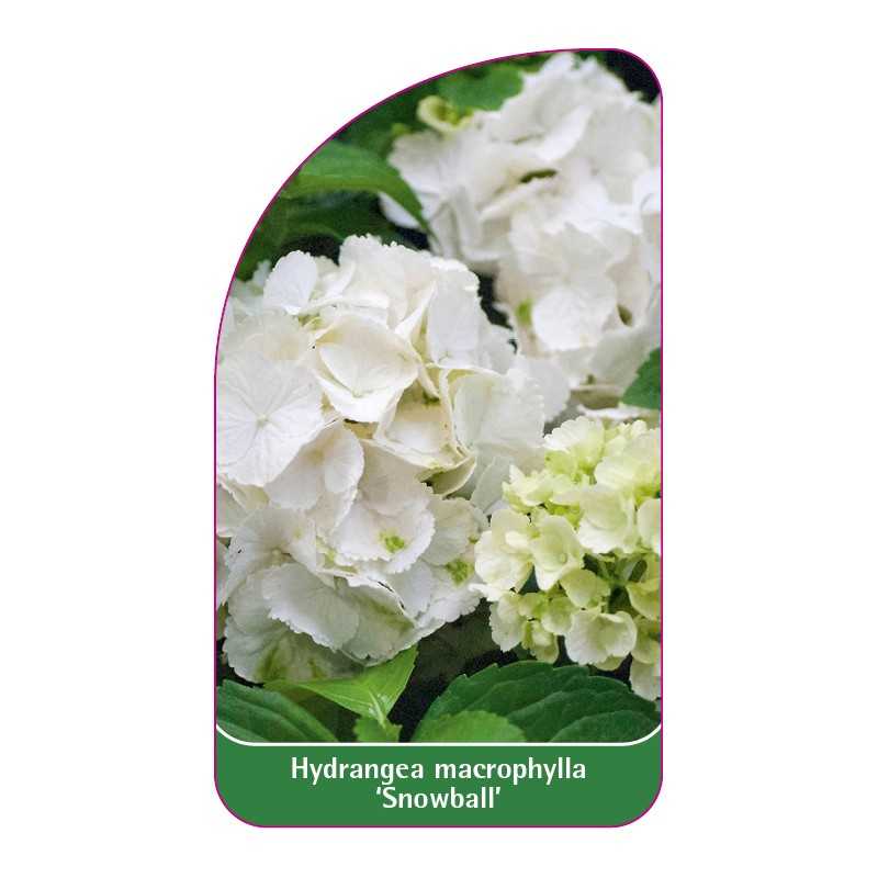hydrangea-macrophylla-snowball-1