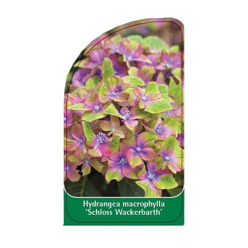 hydrangea-macrophylla-schloss-wackerbarth-1