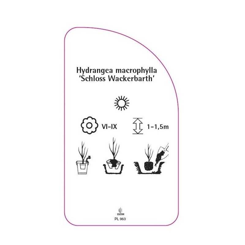 hydrangea-macrophylla-schloss-wackerbarth-0