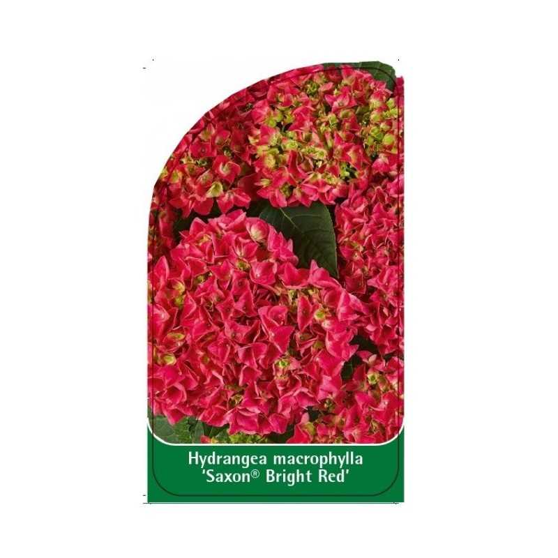 hydrangea-macrophylla-saxon-bright-red-1