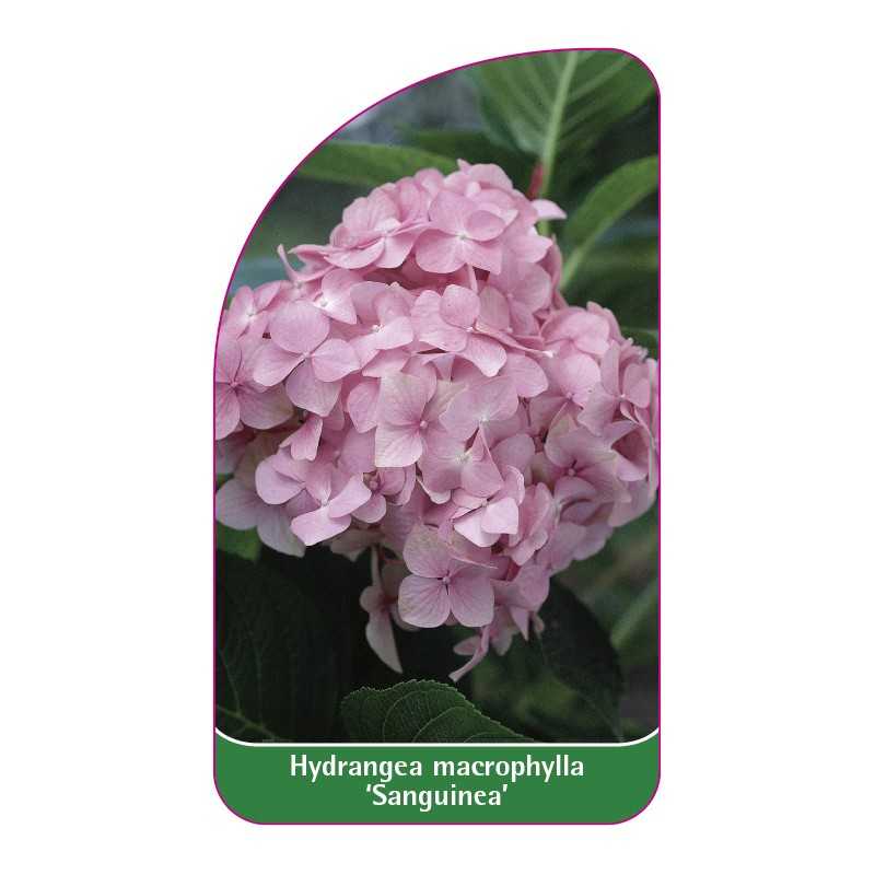 hydrangea-macrophylla-sanguinea-1
