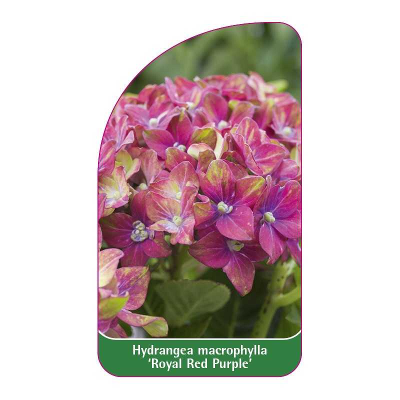 hydrangea-macrophylla-royal-red-purple-1