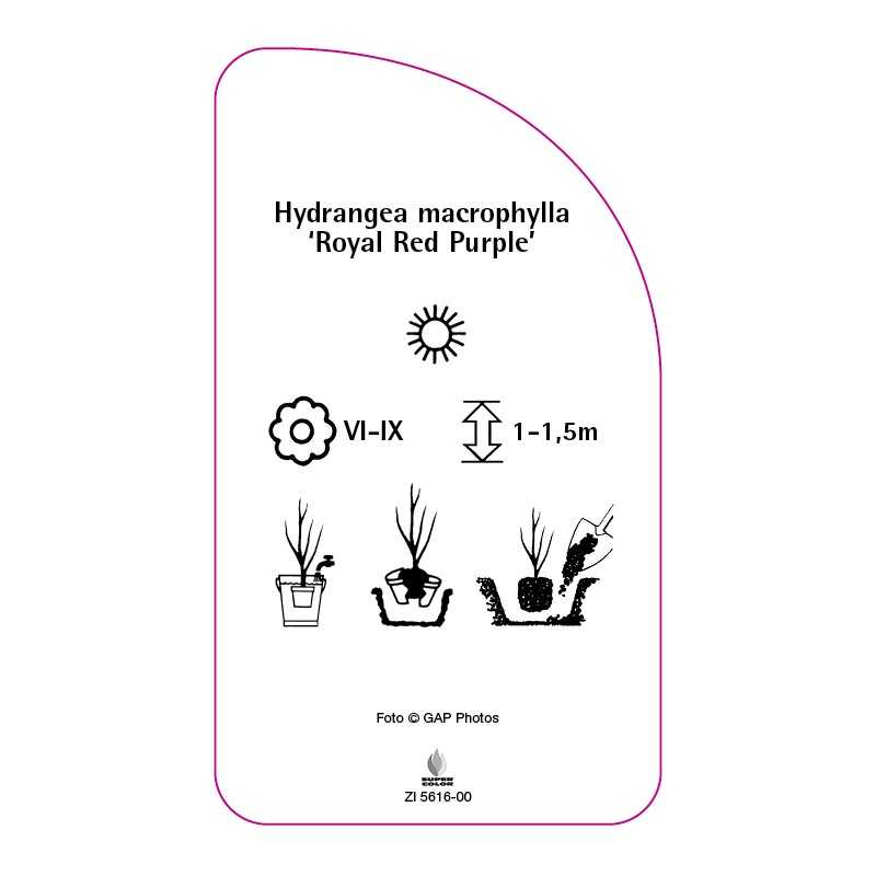 hydrangea-macrophylla-royal-red-purple-0