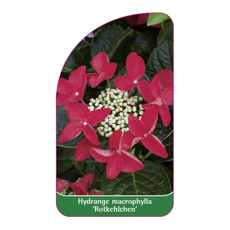 hydrangea-macrophylla-rotkehlchen-1
