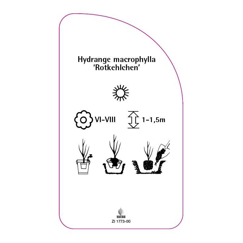 hydrangea-macrophylla-rotkehlchen-0