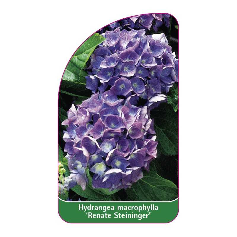 hydrangea-macrophylla-renate-steininger-1