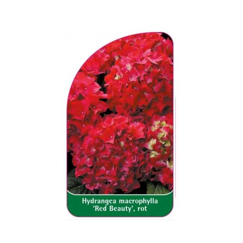 hydrangea-macrophylla-red-beauty-rot1