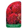 hydrangea-macrophylla-red-beauty-rot1
