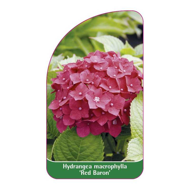 hydrangea-macrophylla-red-baron-1