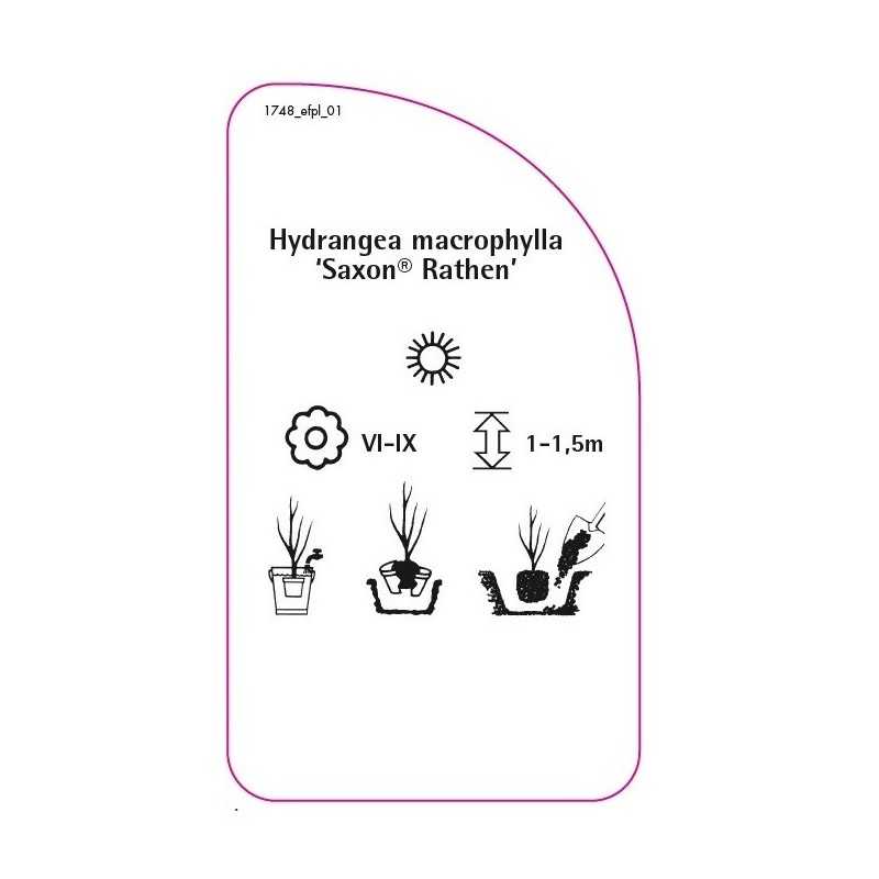 hydrangea-macrophylla-rathen-0