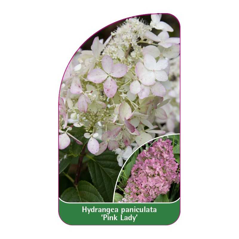hydrangea-macrophylla-pink-lady-1