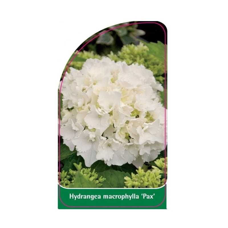 hydrangea-macrophylla-pax-1