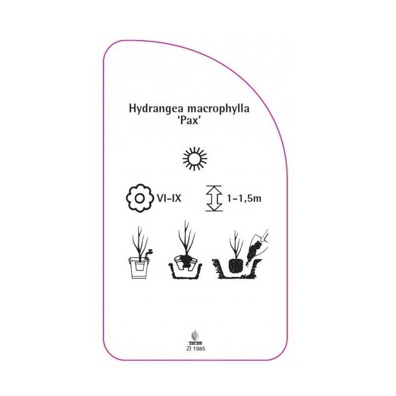hydrangea-macrophylla-pax-0