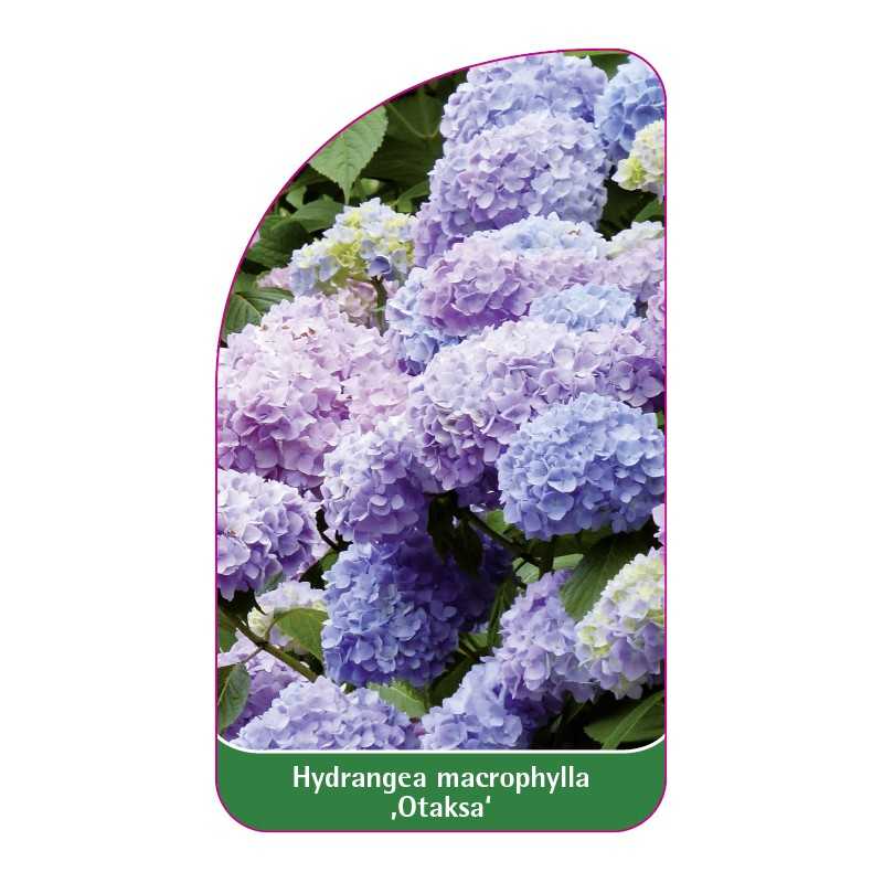 hydrangea-macrophylla-otaksa-1