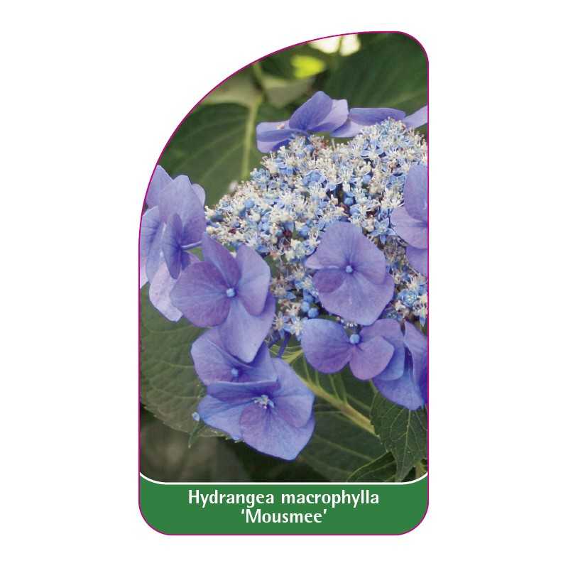 hydrangea-macrophylla-mousmee-1