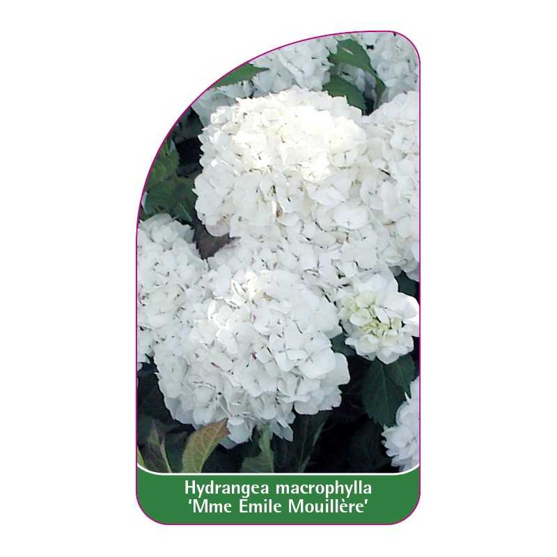 hydrangea-macrophylla-mme-emile-mouillere-1