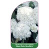 hydrangea-macrophylla-mme-emile-mouillere-1