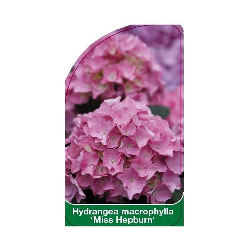hydrangea-macrophylla-miss-hepburn-1