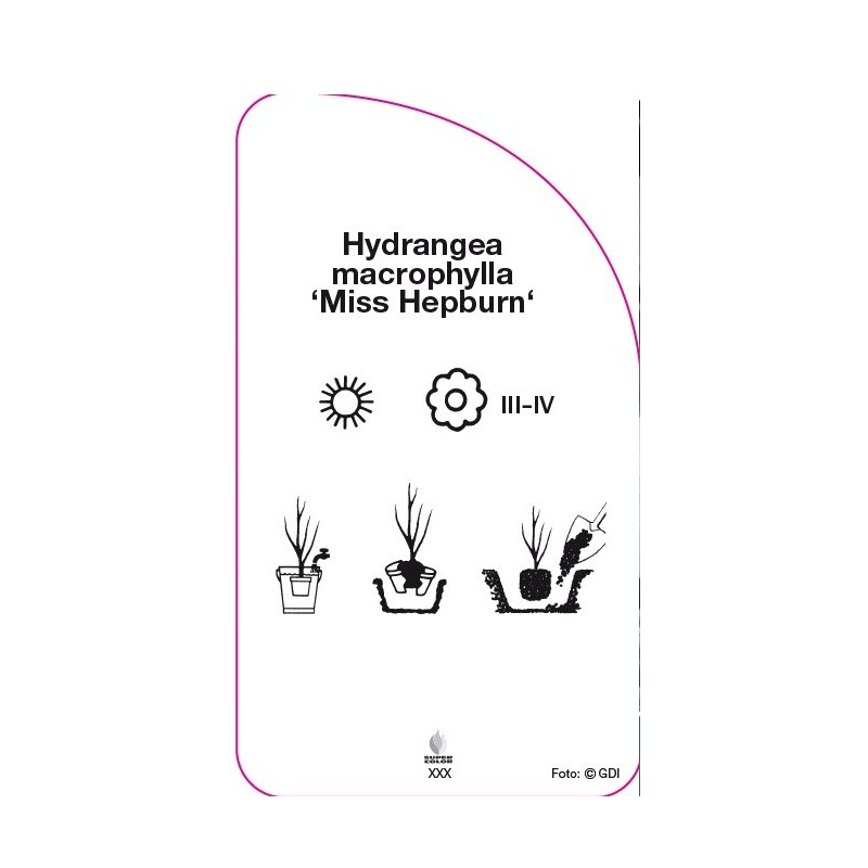 hydrangea-macrophylla-miss-hepburn-0