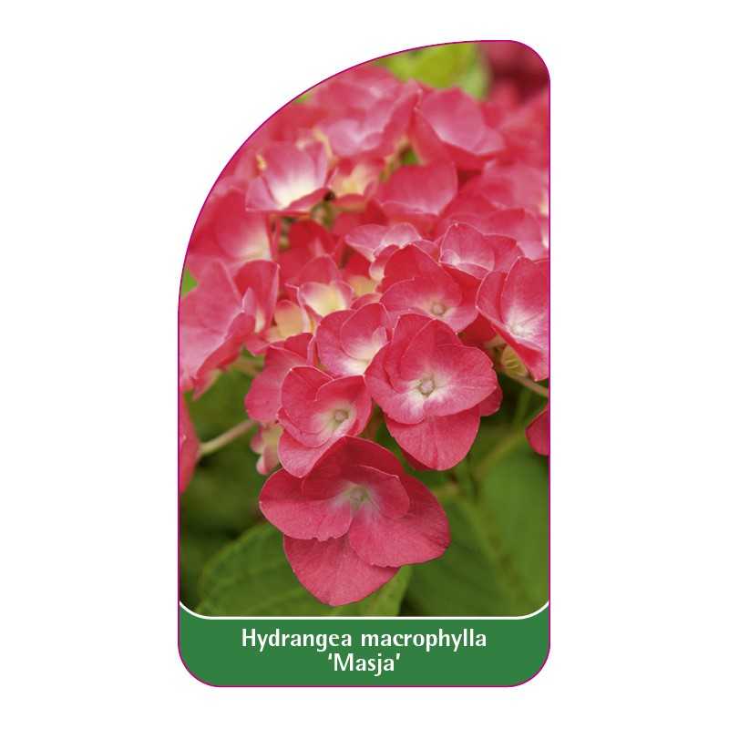hydrangea-macrophylla-masja-b1
