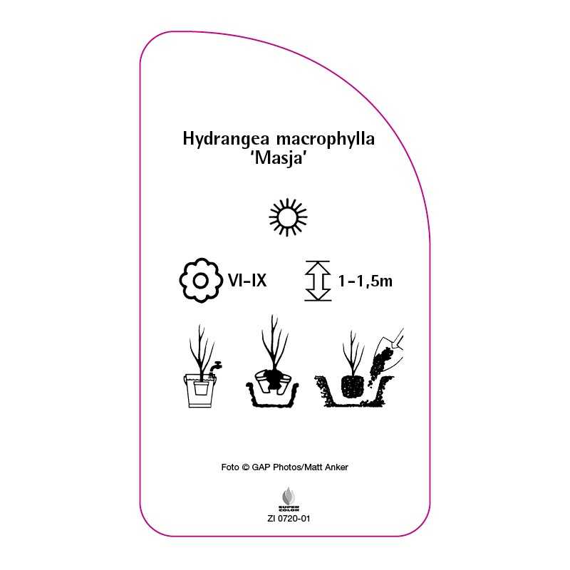 hydrangea-macrophylla-masja-b0