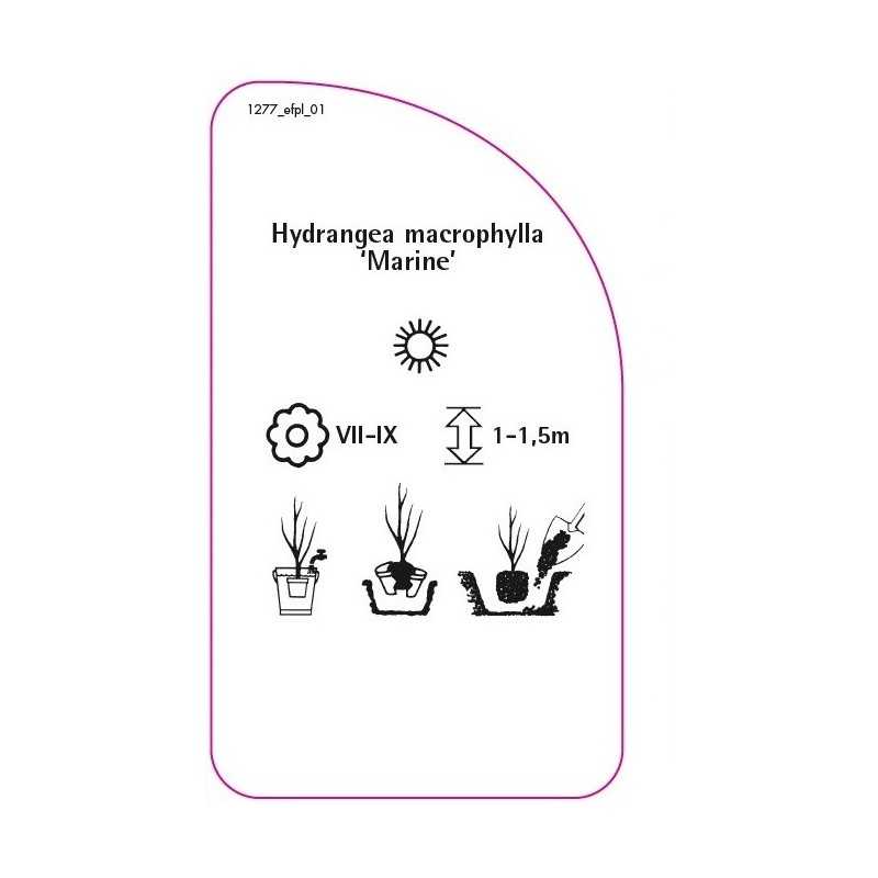 hydrangea-macrophylla-marine-b0