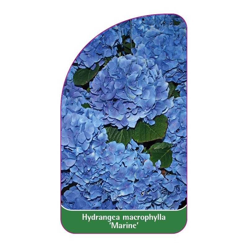 hydrangea-macrophylla-marine-a1