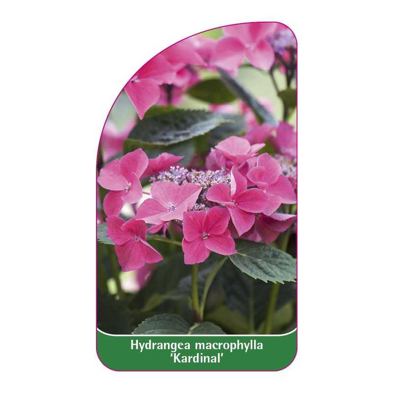 hydrangea-macrophylla-kardinal-1