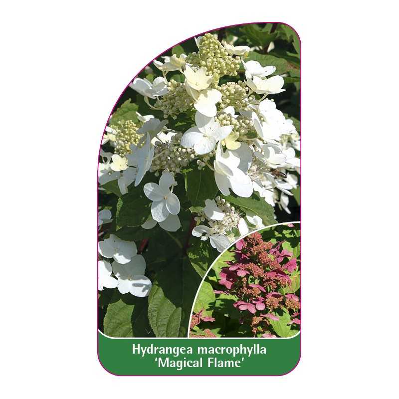 hydrangea-macrophylla-magical-flame-1