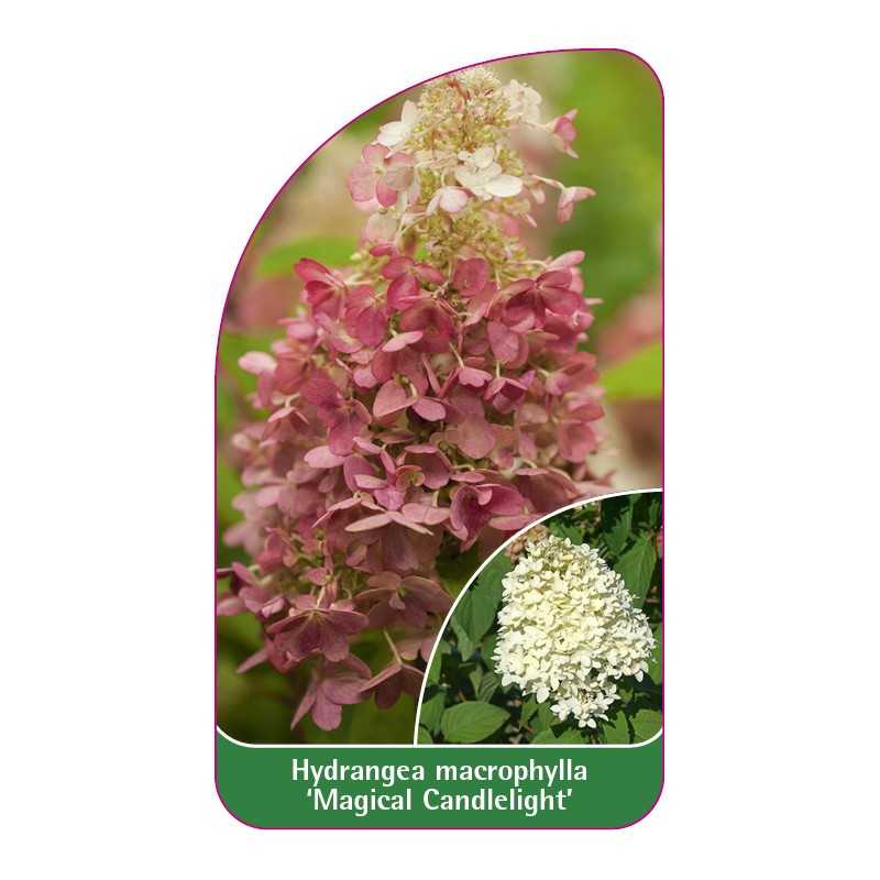 hydrangea-macrophylla-magical-candlelight-1