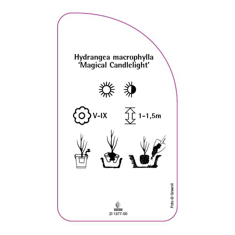 hydrangea-macrophylla-magical-candlelight-0