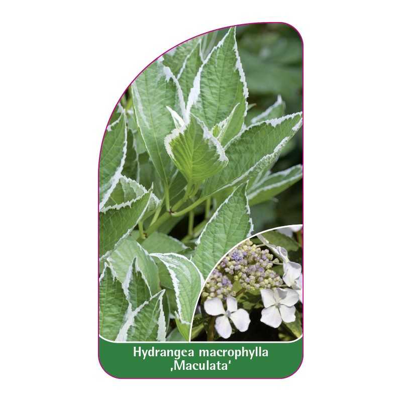 hydrangea-macrophylla-maculata-1