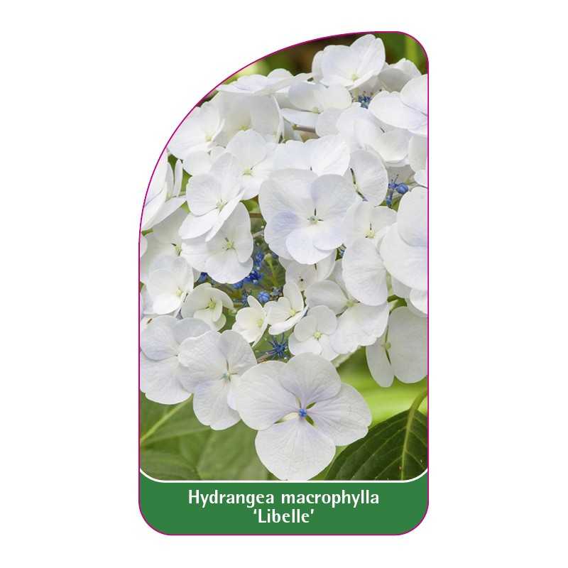hydrangea-macrophylla-libelle-1