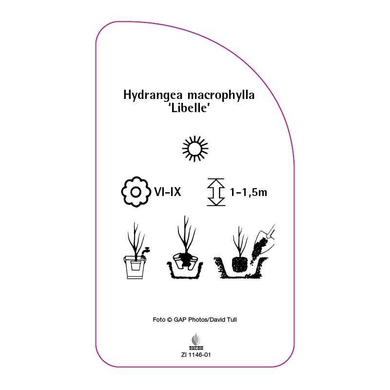 hydrangea-macrophylla-libelle-0