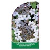 hydrangea-macrophylla-lenarth-white-1