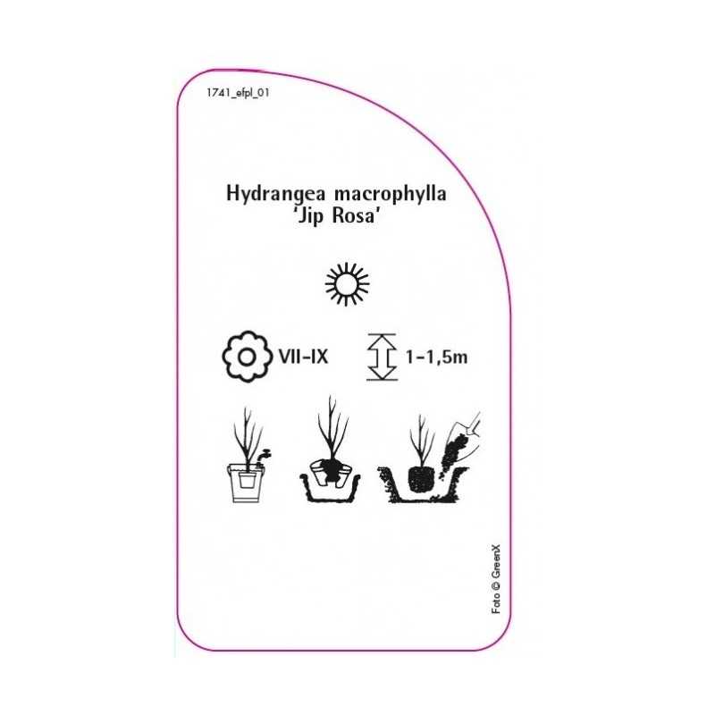 hydrangea-macrophylla-jip-rosa-0